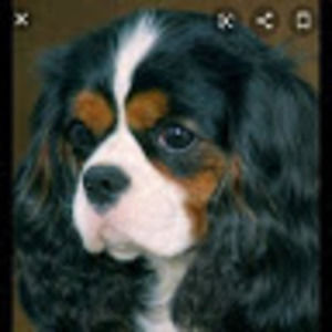 Meet your Posher, Genesis